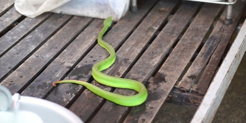 Con rắn số gì khi mơ thấy rắn vào nhà - dấu hiệu điều tốt lành đang đến