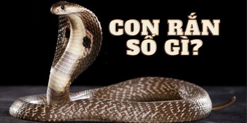 Con rắn số gì? Tương ứng với con số may mắn nào?