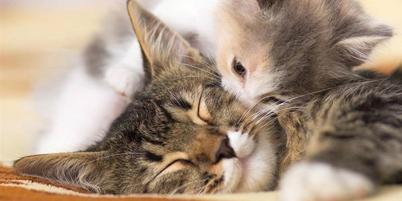 Màu sắc mèo trong mơ sẽ có những ý nghĩa đặc biệt khác nhau