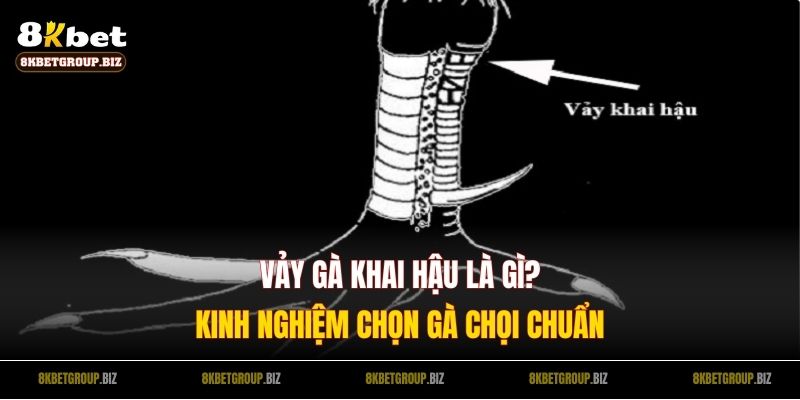 Vảy Gà Khai Hậu Là Gì? Kinh Nghiệm Chọn Gà Chọi Chuẩn