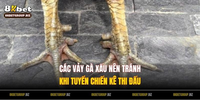 Các Loại Vảy Gà Xấu Nên Tránh Khi Tuyển Chiến Kê Thi Đấu