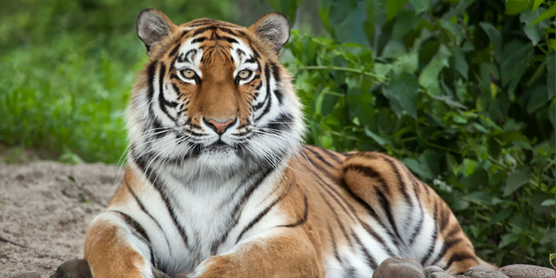 Hình tượng con hổ trong văn hóa dân gian